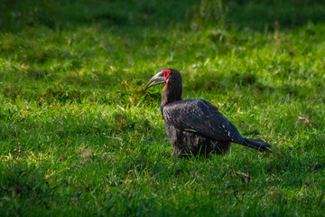 Ground Hornbill, Lake Nakuru, Tanzania
