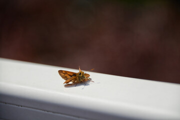 Woodland Skipper butterfly (Ochlodes sylvanoides) on a white metal bar in the sunshine. 