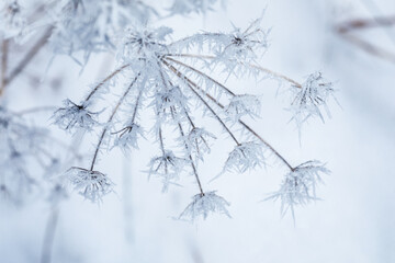 Hoarfrost on wild flowers closeup