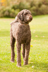Standard poodle outside at the park on a sunny autumn day. Tall female poodle enjoying the outdoors during the fall season.
