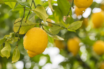 Ripe yellow lemons in water drops after the rain hanging on a branch