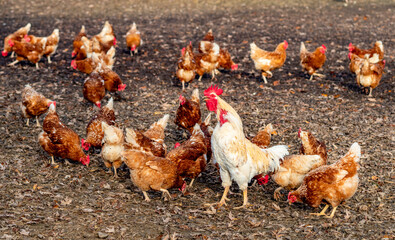 Frei laufende Hühner in Bio Bodenhaltung