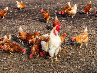 Frei laufende Hühner in Bio Bodenhaltung