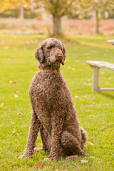 Standard poodle outside at the park on a sunny autumn day. Tall female poodle enjoying the outdoors during the fall season.