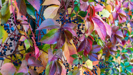 Fototapeta na wymiar Autumn colors background. Colorful background. Mixed vibrant colors on plants in fall season. Beauty in nature concept wallpaper.