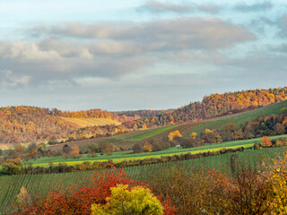 Weinberge im Herbst