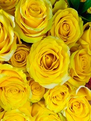 yellow roses background