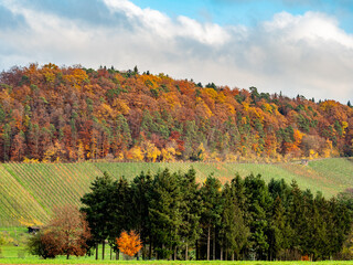Herbstlich bunt gefärbte Bäume im Mischwald
