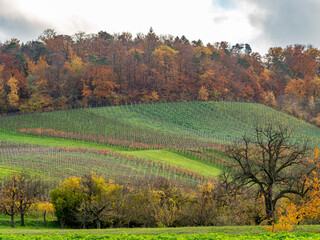 Weinberge im Herbst