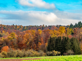 Herbstlich bunt gefärbte Bäume im Mischwald