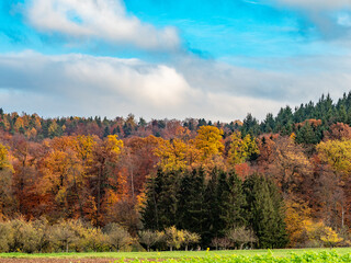Herbstlich bunt gefärbte Bäume im Mischwald