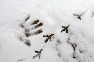 A girl makes a handprint in the snow near a chain of pigeon tracks.
