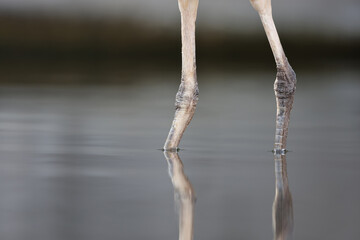 Close up view of Grey Heron (Ardea cinerea) legs