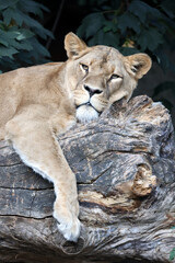 Obraz premium Close up view of a Lioness (panthera leo)