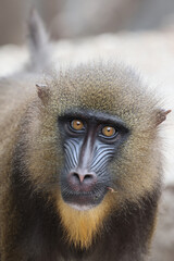 Close up view of a Mandrill (Mandrillus sphinx)