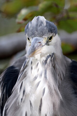 Close up view of a Grey Heron (ardea cinerea)