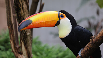 Close up view of a toco toucan (Ramphastos toco)