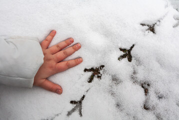 A girl makes a handprint in the snow near a chain of pigeon tracks.