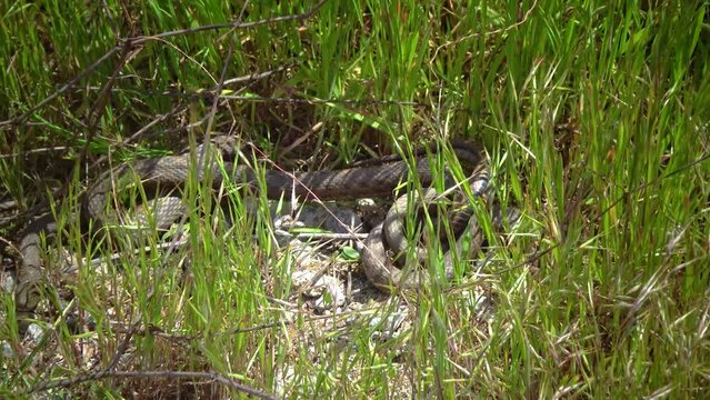 The dice snake (Natrix tessellata), Water Snakes mate on the shore in the reeds