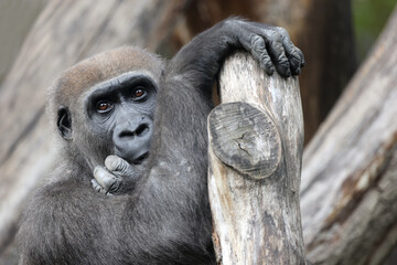 Close up view of a Western Lowland Gorilla