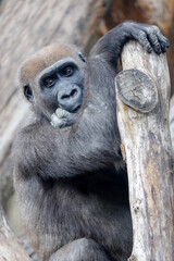 Close up view of a Western Lowland Gorilla