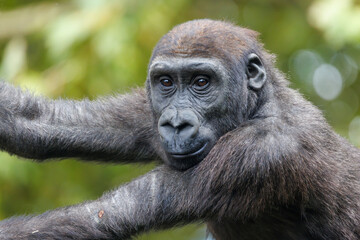 Close up view of a Western Lowland Gorilla