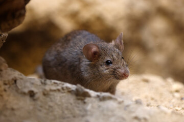 Naklejka na ściany i meble Close up view of a small mouse