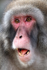 Close up view of a Japanese macaque (macaca fuscata)