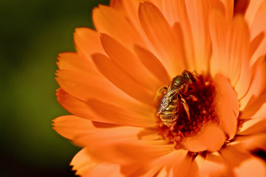 Bee on colorful orange flowers. Closeup photo of bee gathering nectar from a calendula flower.