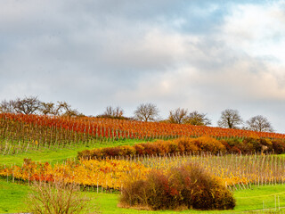 Weinberge im Herbst