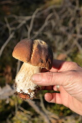 Boletus mushroom in hand on the background of the forest. Mushroom picking.