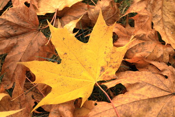 Autumn maple leaf