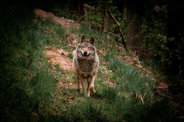 Shallow focus shot of a wolf in a forest © Falko Hi/Wirestock Creators