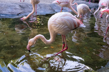 Flamingos searching for food by filtering the pond water with their beaks.