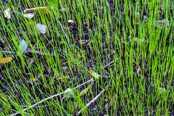 Grass sprouts growing new in a garden