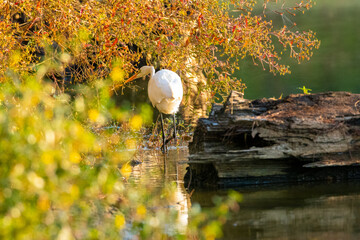 Great Egret