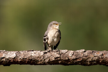 Mockingbird on pine branch