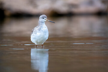 Bird in Water - Greater Yellowlegs
