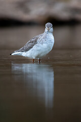 Bird in Water - Greater Yellowlegs