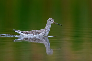 Bird in water Greater Yellowlegs