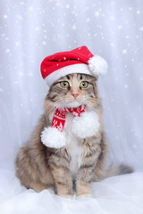 Cat in Christmas hat on a white background. Beautiful Kitten with green eyes in Santa Claus xmas red hat. Cat with Santa hat waiting for Christmas while sitting on a light background. Happy New Year