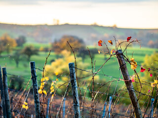 Weinberge im Herbst