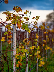 Weinberge im Herbst