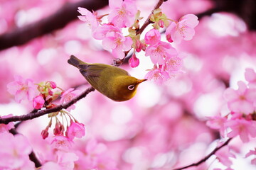 桜の枝にとまっているメジロ