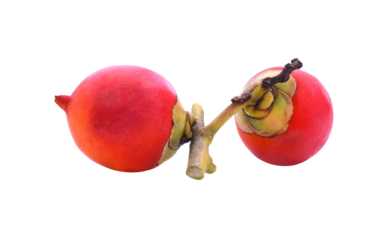 areca or betel palm fruit isolate on transparene png