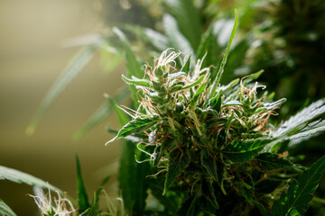 Medical marijuana plant close up. Bud blooming with trichomes