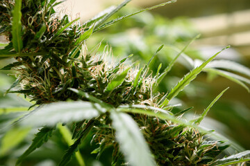 Medical marijuana plant close up. Bud blooming with trichomes