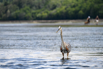 Great Blue Heron with a looking for fish at low tide in Puget Sound
