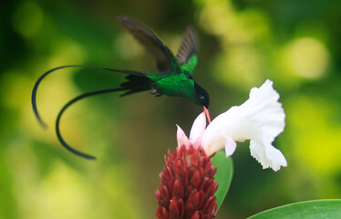 A Doctor Bird or Wimpelschwanz (Trochilus polytmus), Hummingbird, National Bird of Jamaica, Middle America.