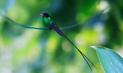 A Doctor Bird or Wimpelschwanz (Trochilus polytmus), Hummingbird, National Bird of Jamaica, Middle...